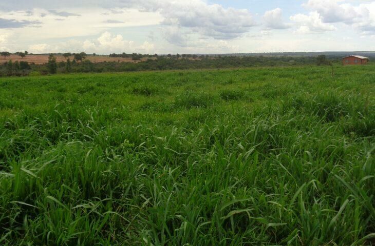 Imagem de compartilhamento para o artigo Mato Grosso do Sul pode recuperar 4,7 milhões de hectares de pastagens degradadas da MS Todo dia